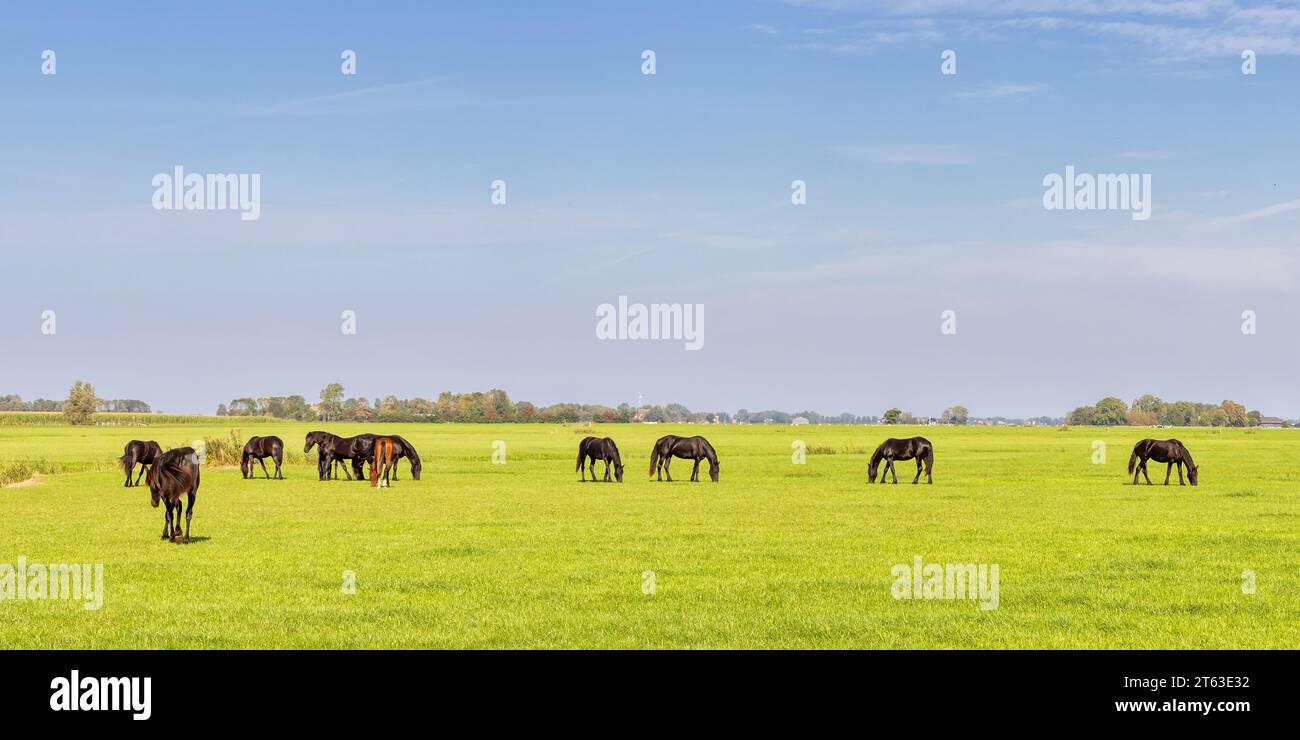 Vue estivale d'une prairie verte frisonne avec des chevaux en Frise, aux pays-Bas Banque D'Images