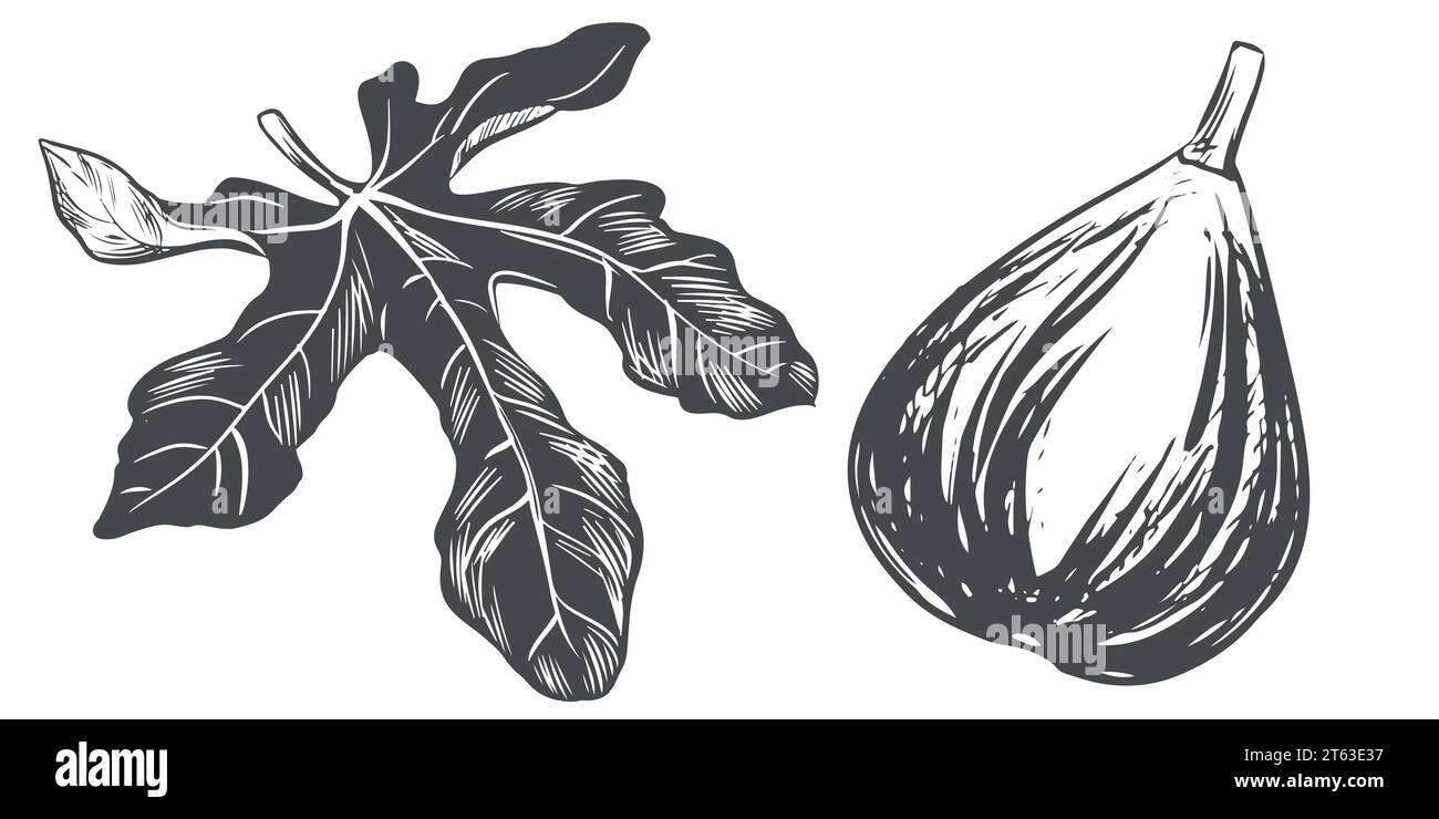 Figue mûre et feuille, illustration vectorielle. Croquis de fruits sucrés, dessiné à la main dans le style de la gravure sur bois. Dessin à l'encre noire sur fond blanc. Image pour pack Illustration de Vecteur