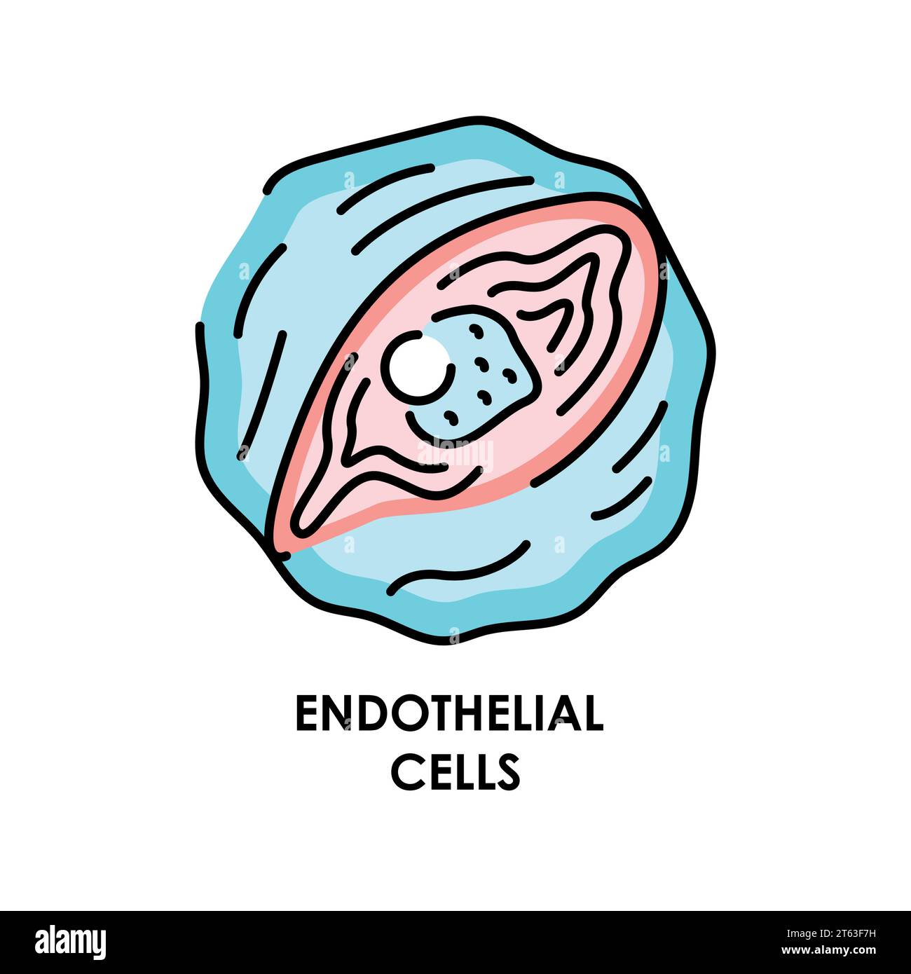 Icône de ligne de couleur de cellule endothéliale humaine. Micro-organismes microbes, bactéries. Elément isolé par vecteur. Contour modifiable. Illustration de Vecteur