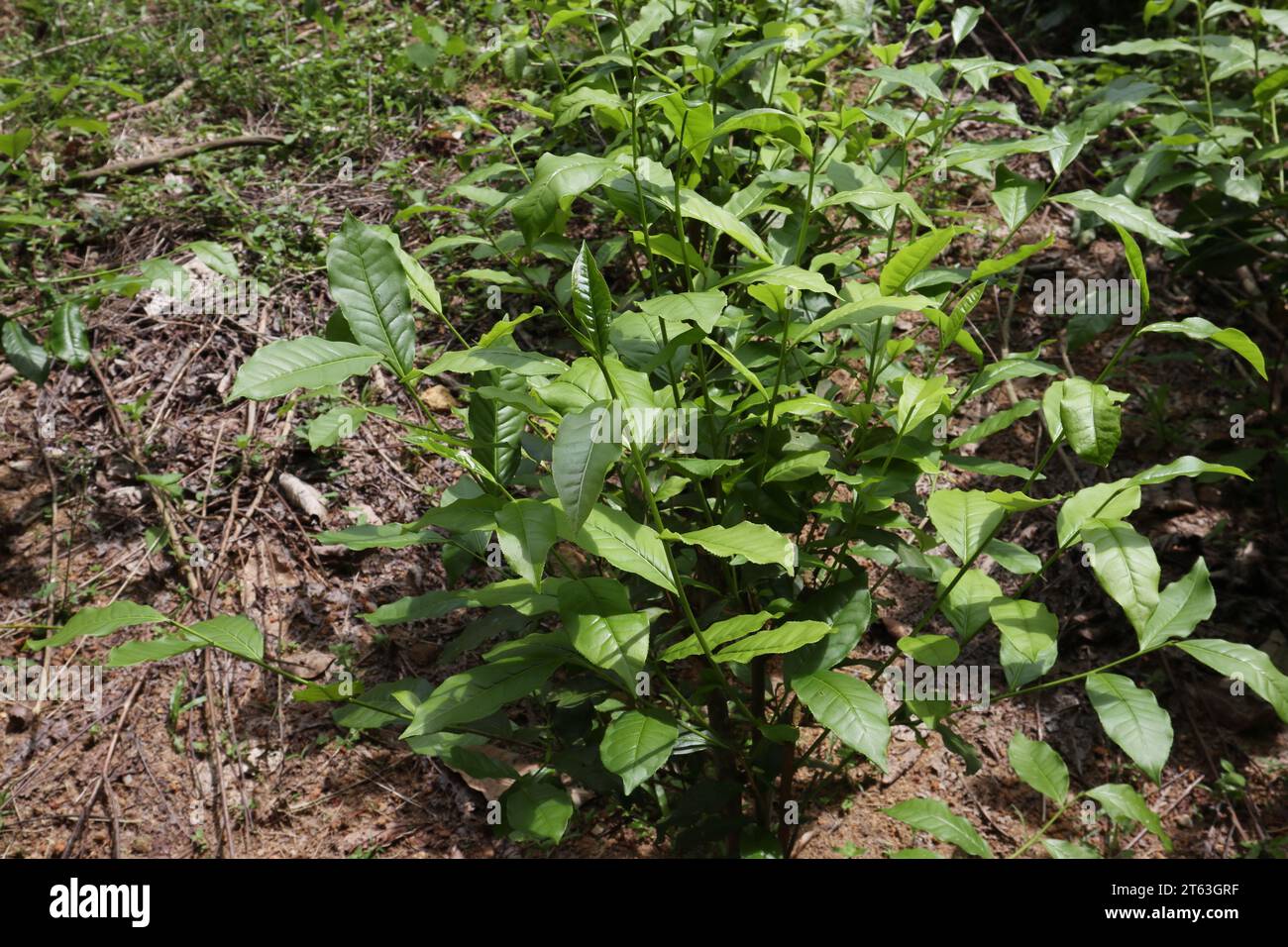 Vue d'une plante de thé avec des brindilles de thé qui poussent et ont des feuilles fraîches Banque D'Images