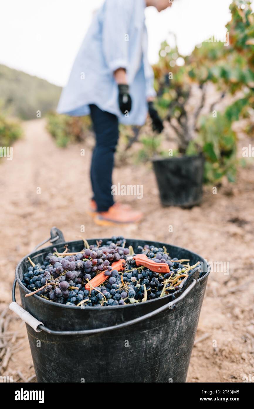 Bouquet de raisins rouges mûrs frais et cisailles d'élagage dans le seau et la jambe de culture de l'agricultrice travaillant en arrière-plan au vignoble Banque D'Images