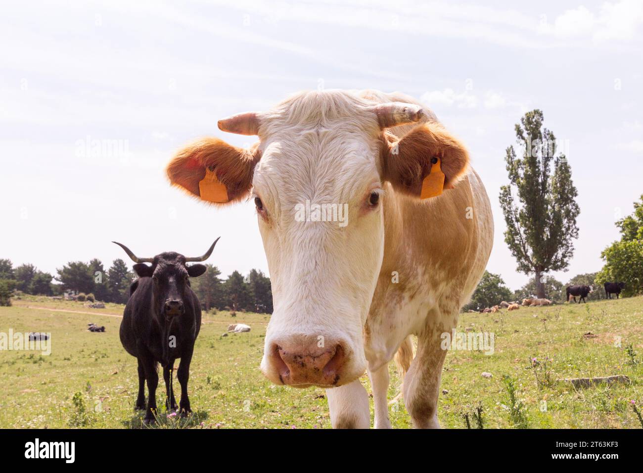 Un gros plan d'une vache blanche avec de grandes étiquettes orange dans ses oreilles, debout dans un champ ouvert sous un ciel bleu, avec une vache noire et des arbres lointains dans la ba Banque D'Images