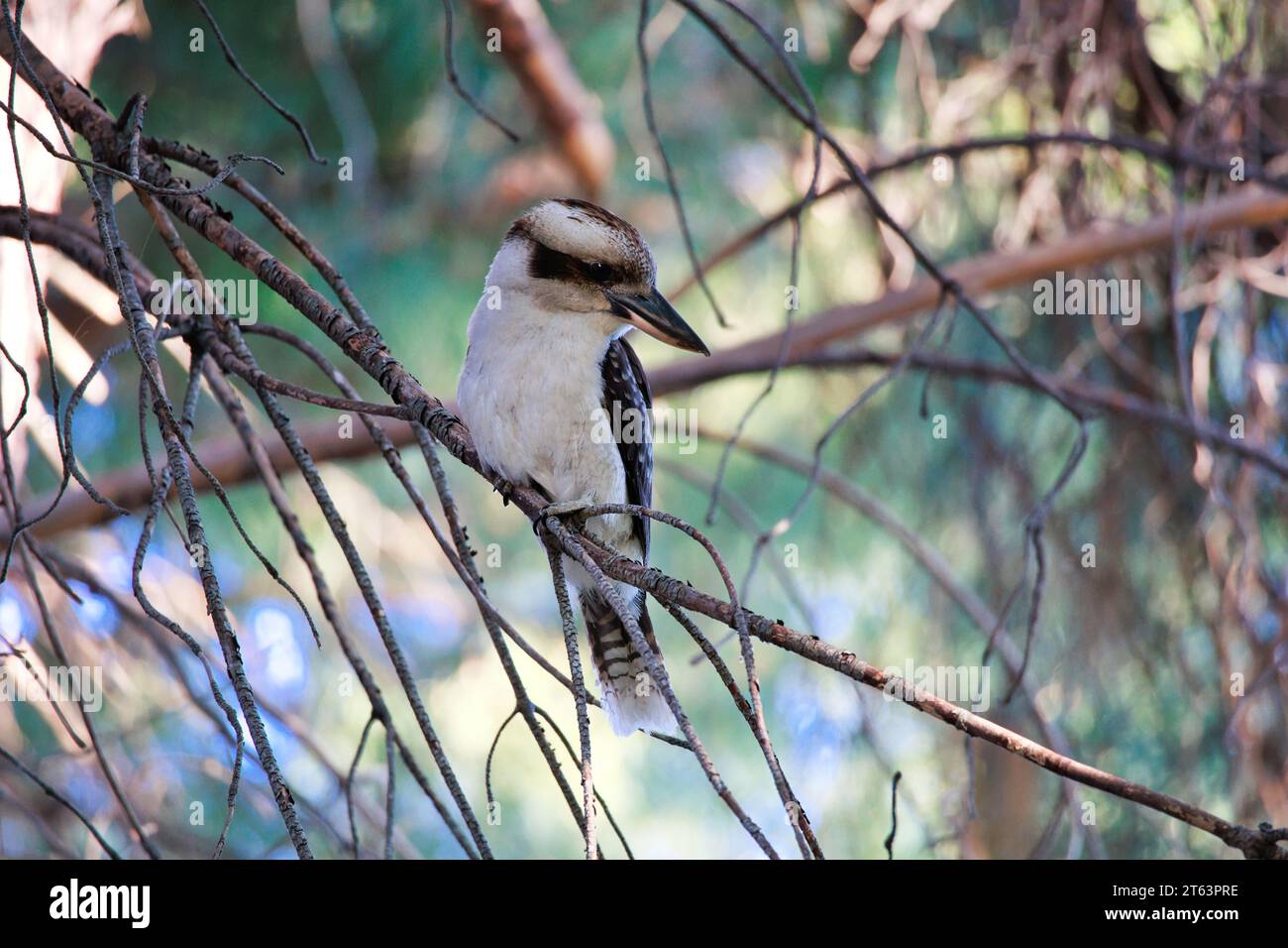 Laughing Kookaburra australien Banque D'Images