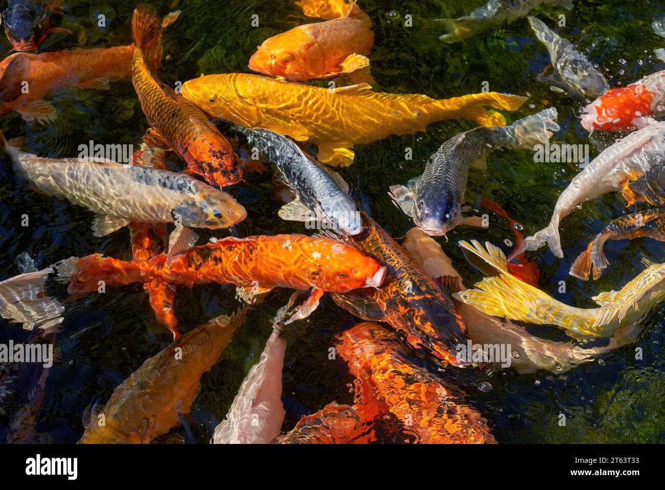 Carpes Koi dans différentes couleurs nageant étroitement ensemble Banque D'Images