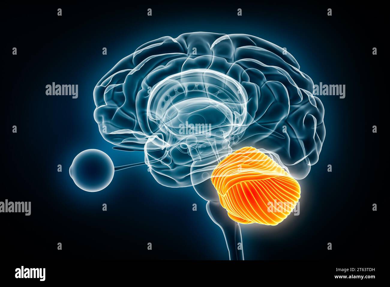 Illustration du rendu 3D de la vue radiographique du cervelet. Anatomie du cerveau humain et du système nerveux, médical, santé, biologie, science, neurosciences, neurolog Banque D'Images