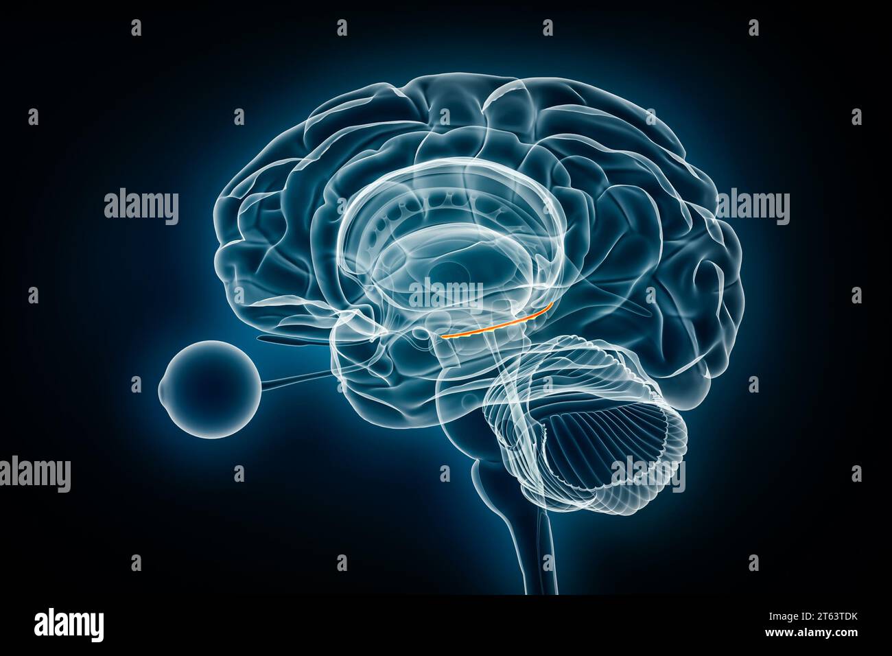 Illustration du rendu 3D de la vue radiographique du gyrus denté. Anatomie du cerveau humain et du système nerveux, médical, santé, biologie, science, neurosciences, neuro Banque D'Images