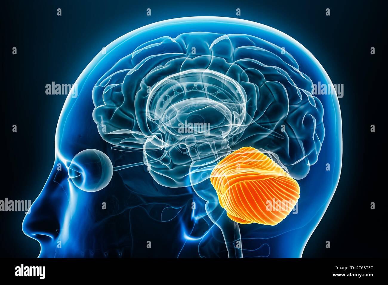 Vue rapprochée du profil radiographique du cervelet en 3D avec contours du corps. Anatomie du cerveau humain, médecine, biologie, science, neurosciences, neu Banque D'Images