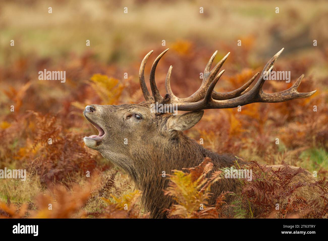 Cerf rouge qui retentit pendant la saison des ornières Banque D'Images