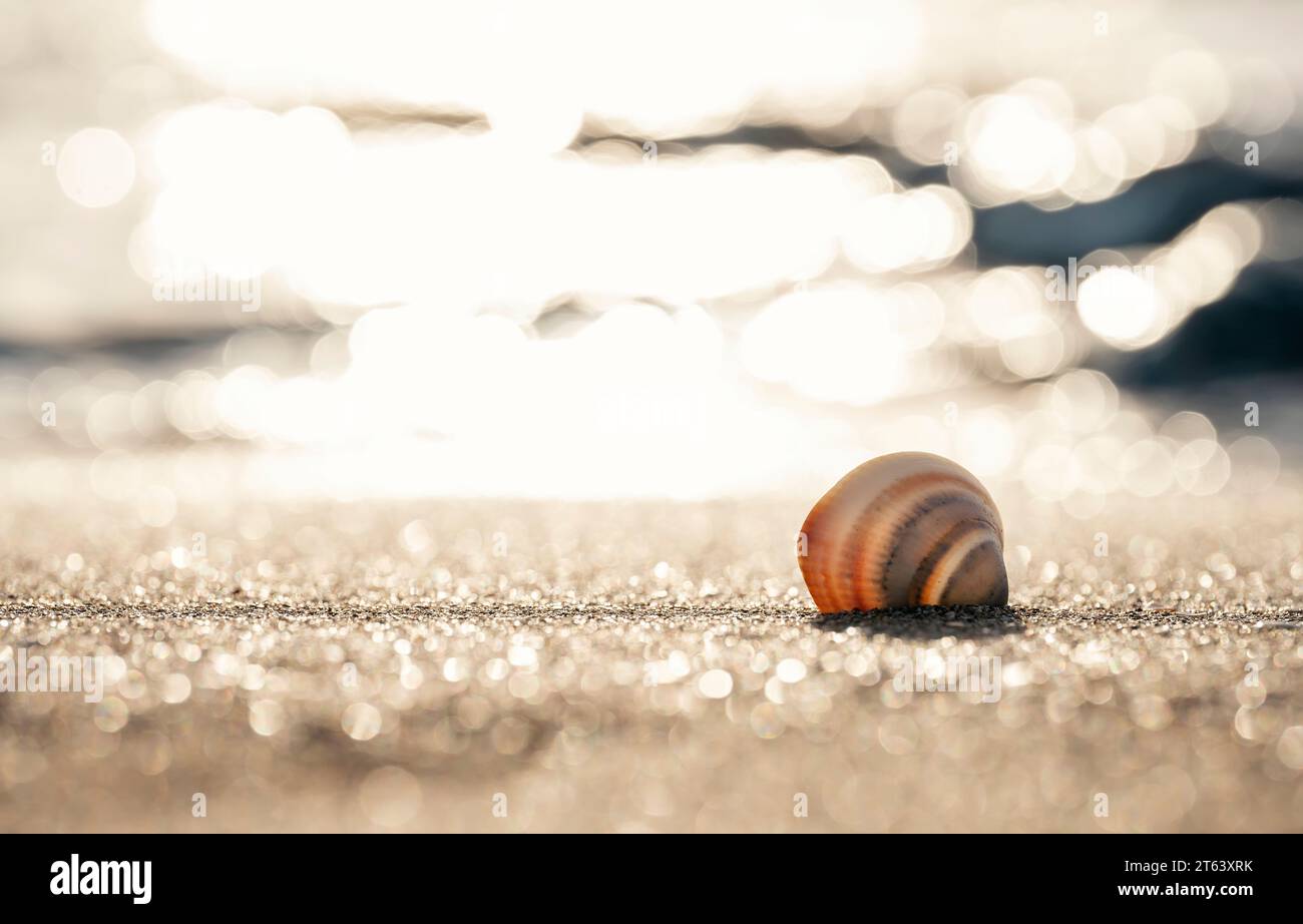 Grand seashell sur le sable sur la plage dans le dos-lumière du coucher de soleil, arrière-plan, gros plan Banque D'Images