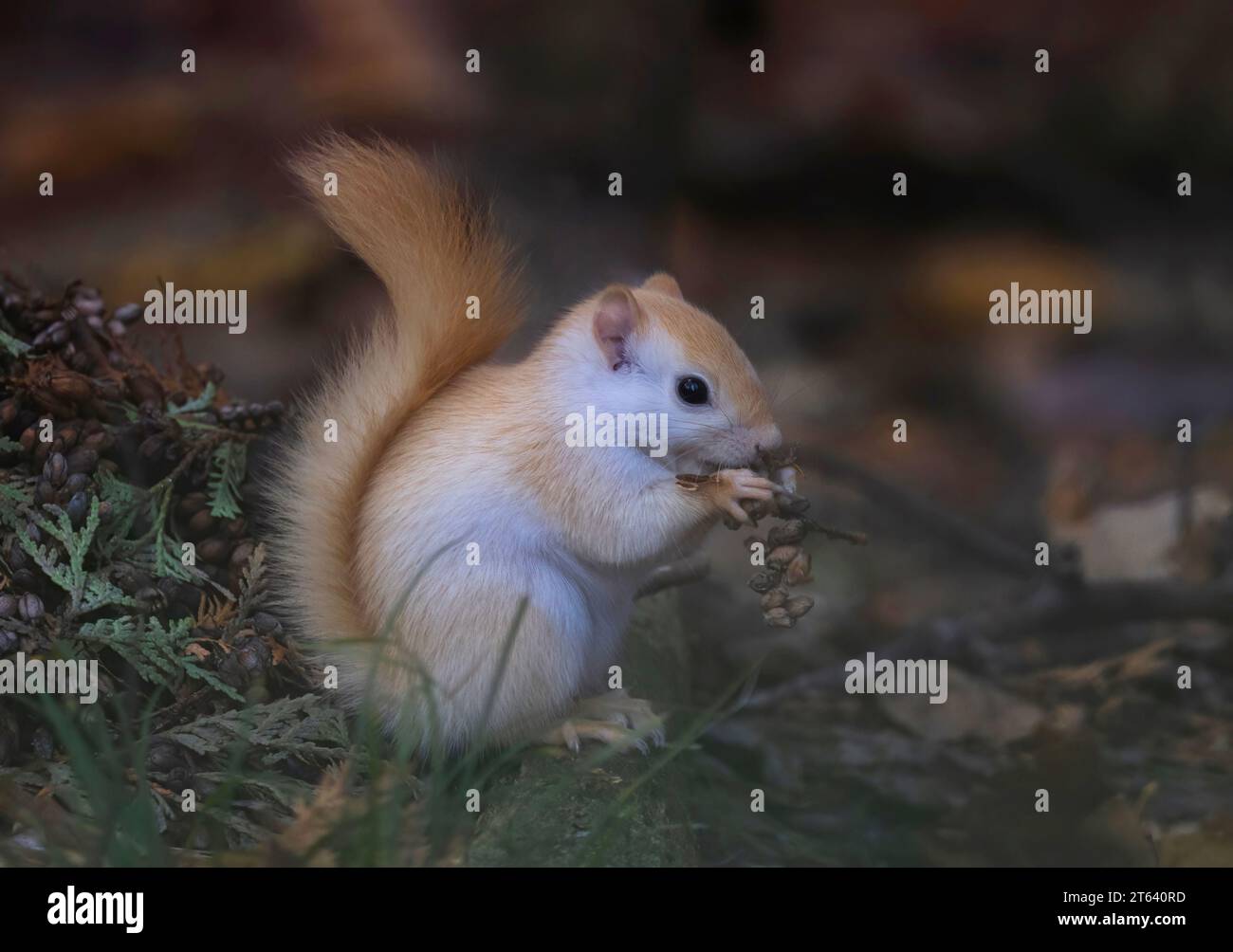 Écureuil blanc (écureuil roux leuciste) mangeant des graines dans la forêt en automne Banque D'Images
