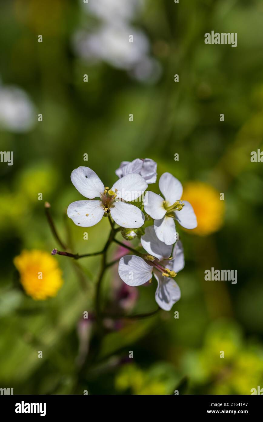 Diplotaxis erucoides, White Wall-Rocket Banque D'Images