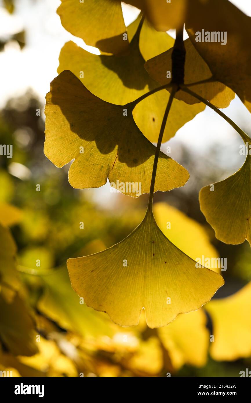 Ginkgo biloba, communément appelé ginkgo ou gingko, également connu sous le nom d'arbre maidenhair sous le soleil d'automne Banque D'Images