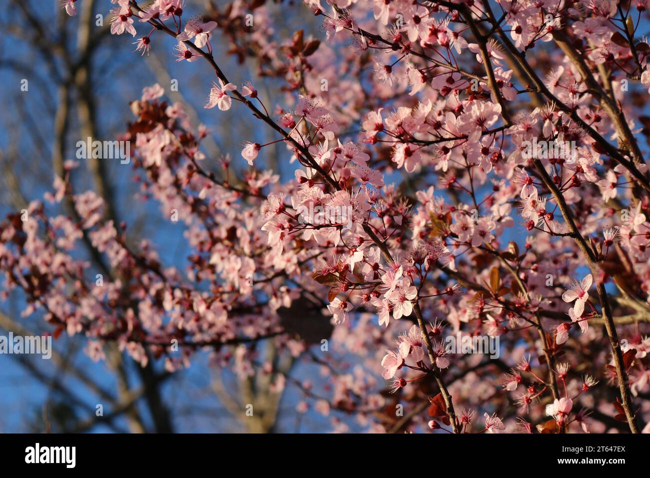 Flores de cerezo en primavera, Chili Banque D'Images