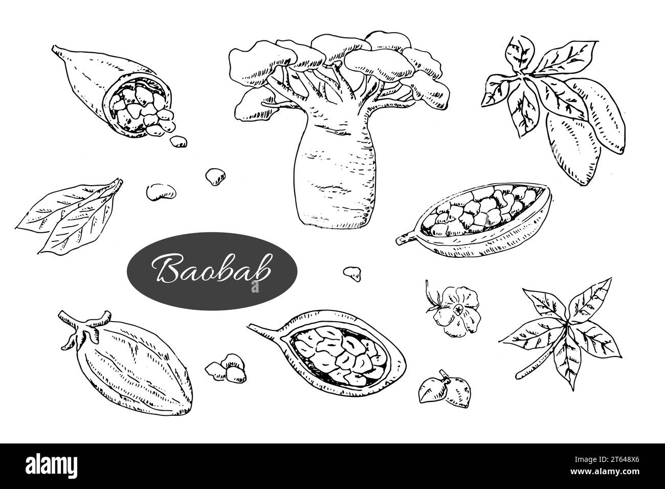 baobab arbre et haricots, feuilles, fleurs, graines - set Illustration de Vecteur