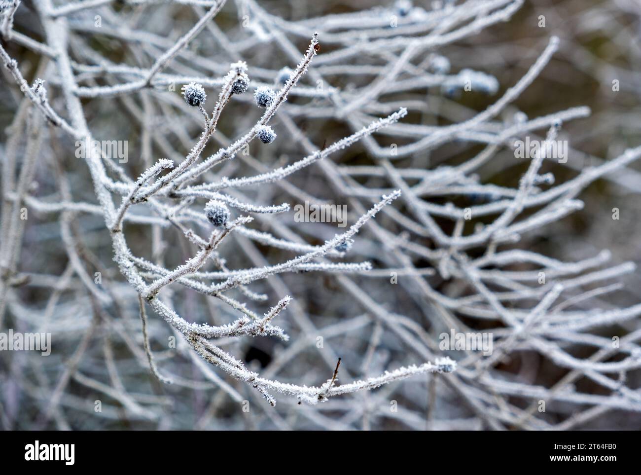 paysage hivernal de conte de fées, givre sur les branches, matin glacial Banque D'Images