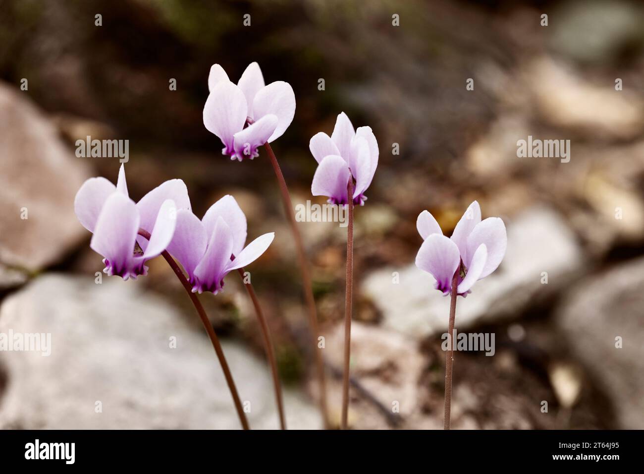 Belles fleurs violettes sauvages de cyclamen dans la prairie d'automne Banque D'Images