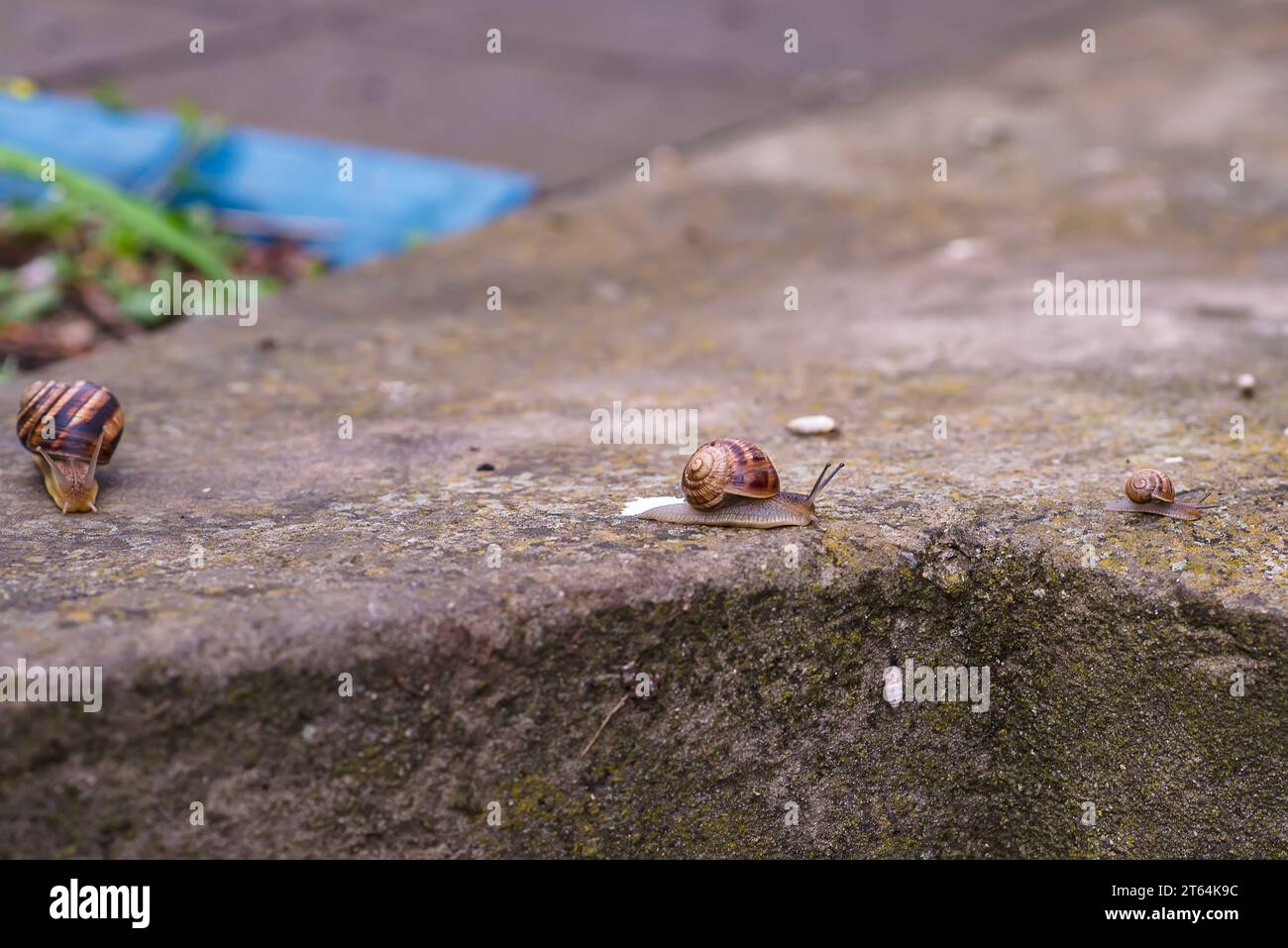 L'image représente un escargot de raisin rampant sur le sol. Sa grande coquille enroulée a des tons terreux. L'escargot se distingue dans le contexte du Banque D'Images