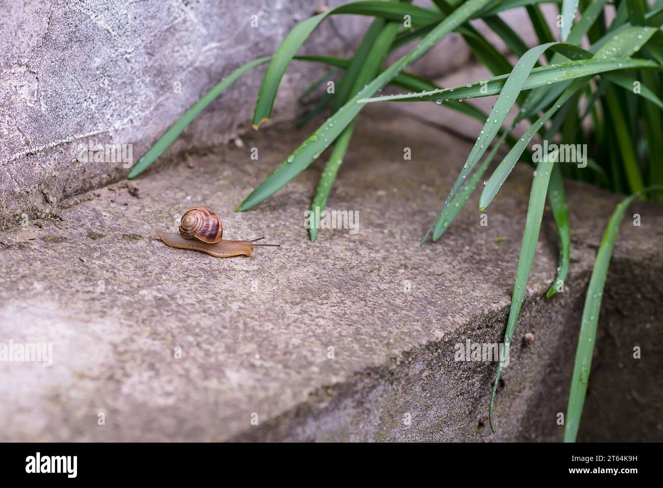 L'image représente un escargot de raisin rampant sur le sol. Sa grande coquille enroulée a des tons terreux. L'escargot se distingue dans le contexte du Banque D'Images