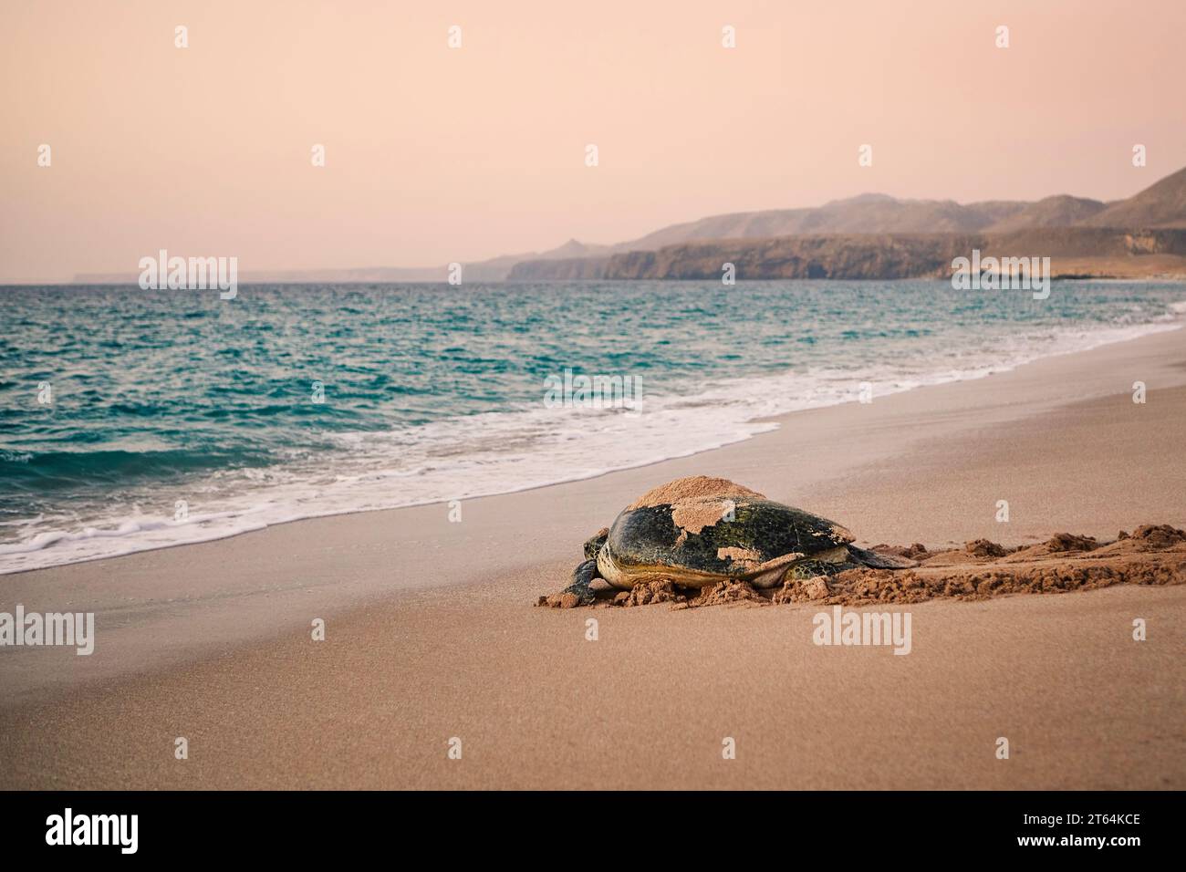 Énorme tortue verte se dirigeant vers l'océan après avoir pondu des œufs sur la plage. Lieu d'éclosion unique à Ras Al Jinz, Sultanat d'Oman. Banque D'Images