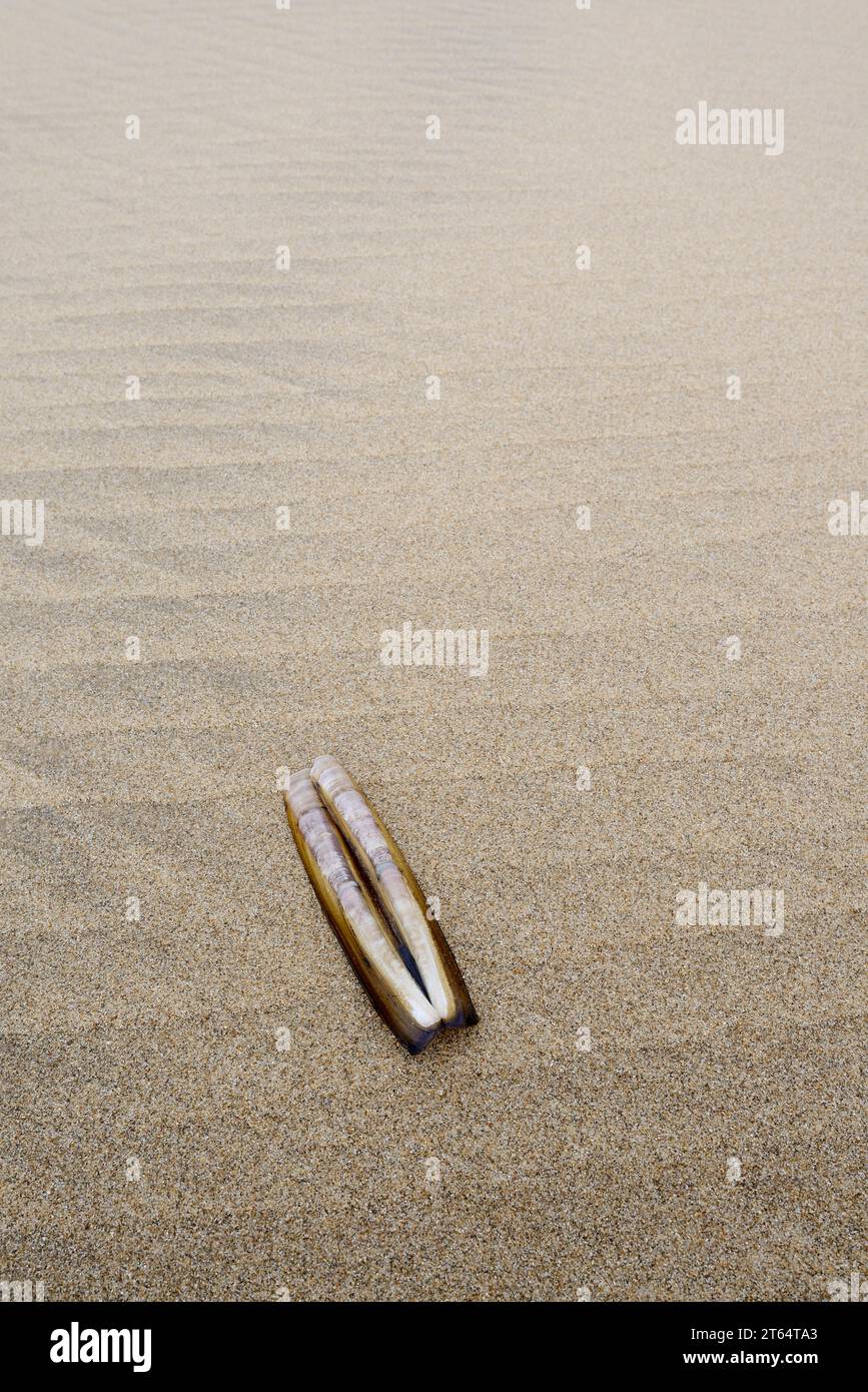 Palourde de l'Atlantique (Ensis directus), coquille de moule sur la plage, Hollande du Sud, pays-Bas Banque D'Images