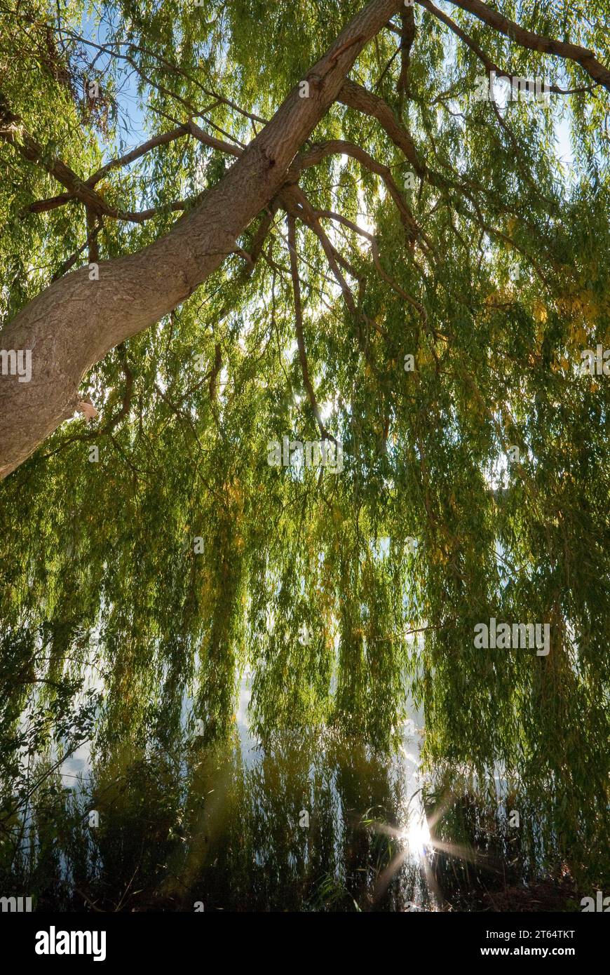 Saule pleureur (Salix Babylonier) rétroéclairé par le soleil sur un lac, plan d'eau, Allemagne Banque D'Images