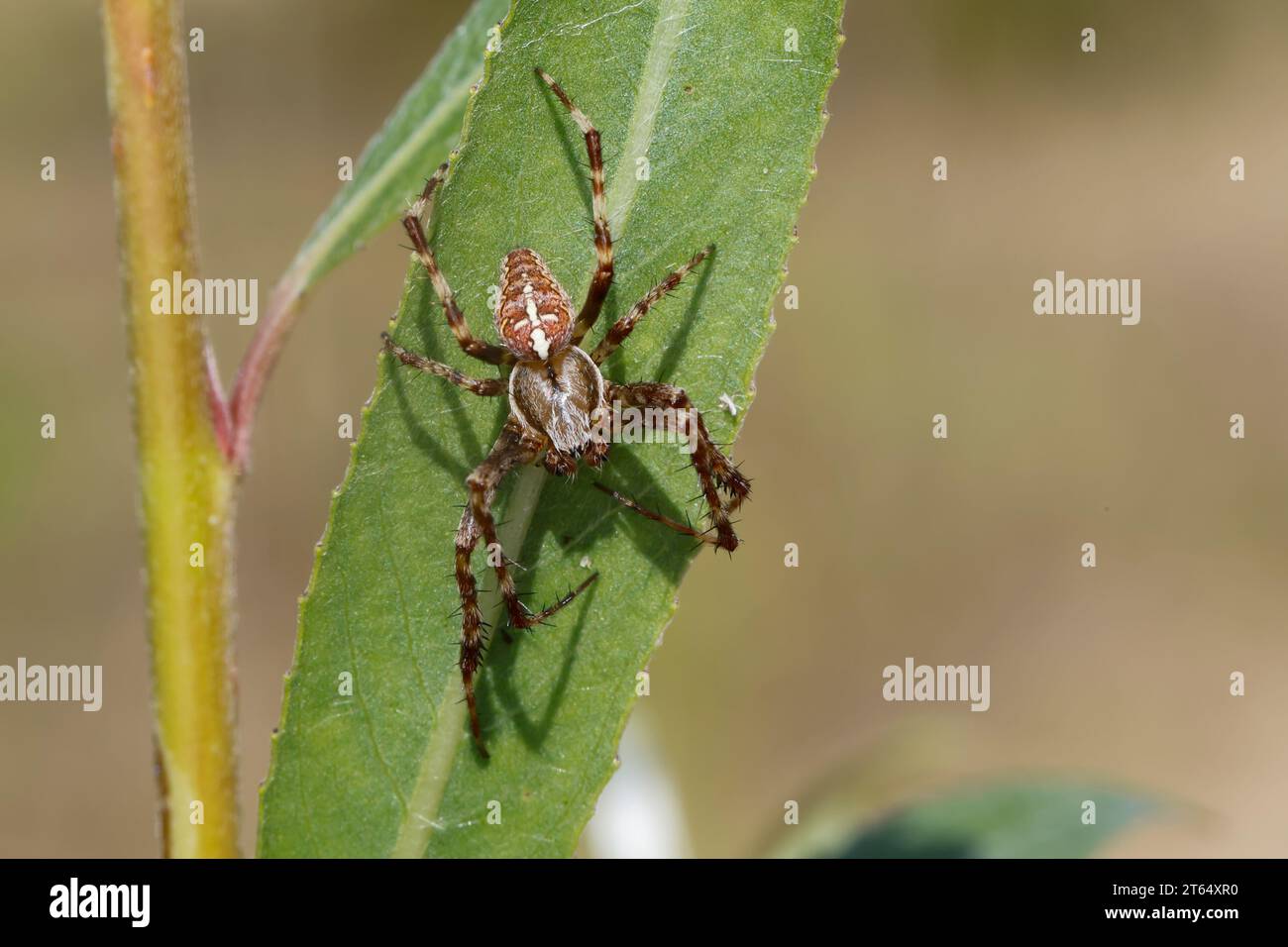 Garten-Kreuzspinne, Gartenkreuzspinne, Gemeine Kreuzspinne, Araneus diadematus, cross orbweaver, araignée de jardin européenne, araignée de jardin, araignée de croix, Banque D'Images