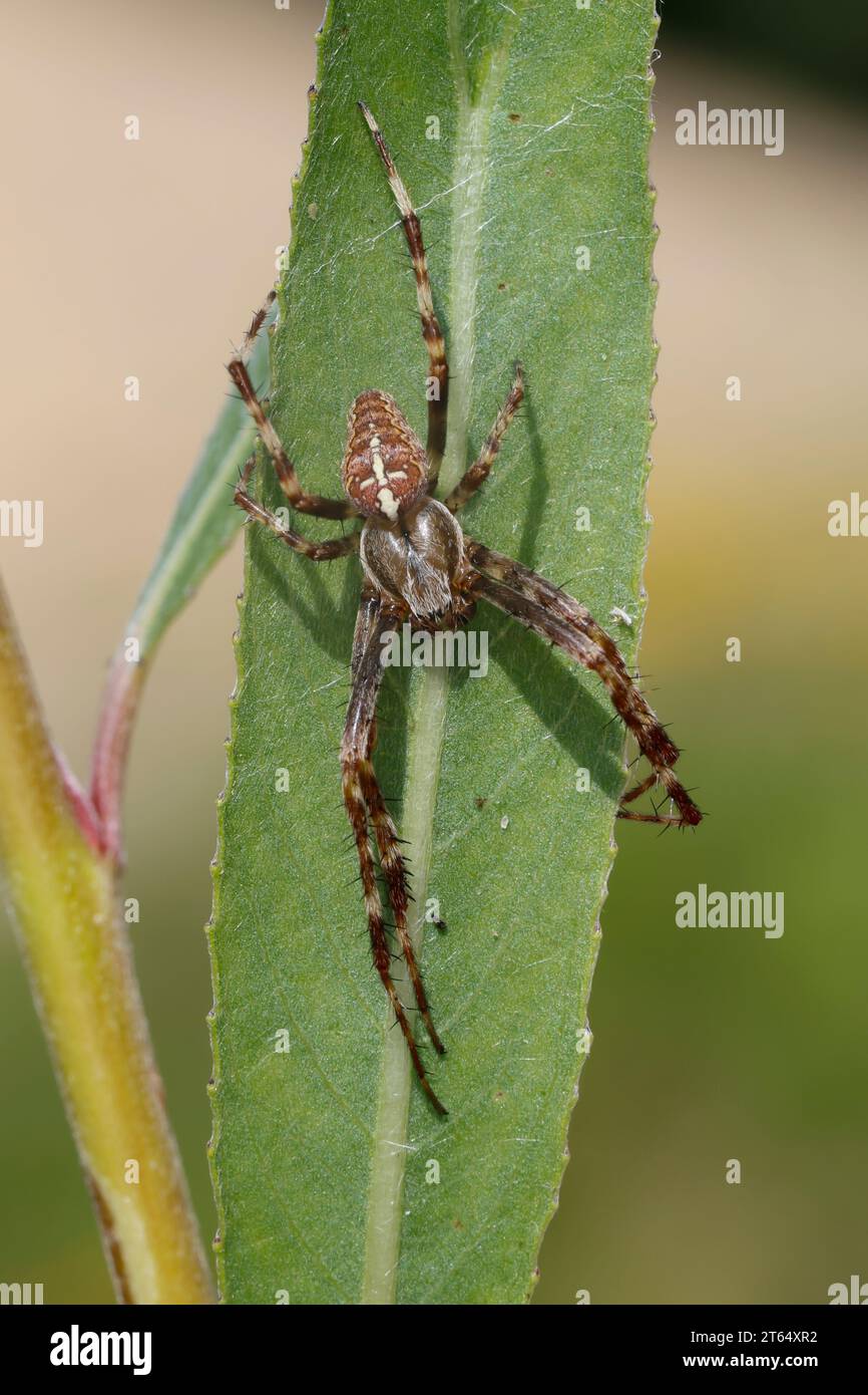Garten-Kreuzspinne, Gartenkreuzspinne, Gemeine Kreuzspinne, Araneus diadematus, cross orbweaver, araignée de jardin européenne, araignée de jardin, araignée de croix, Banque D'Images