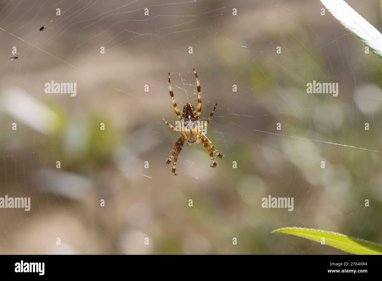 Garten-Kreuzspinne, Gartenkreuzspinne, Gemeine Kreuzspinne, Araneus diadematus, cross orbweaver, araignée de jardin européenne, araignée de jardin, araignée de croix, Banque D'Images