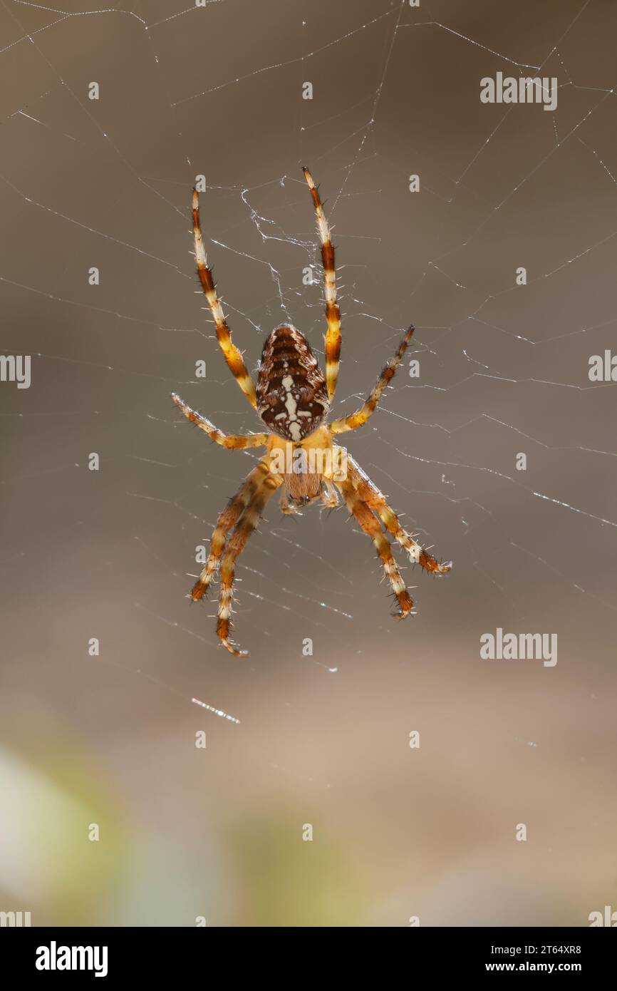 Garten-Kreuzspinne, Gartenkreuzspinne, Gemeine Kreuzspinne, Araneus diadematus, cross orbweaver, araignée de jardin européenne, araignée de jardin, araignée de croix, Banque D'Images