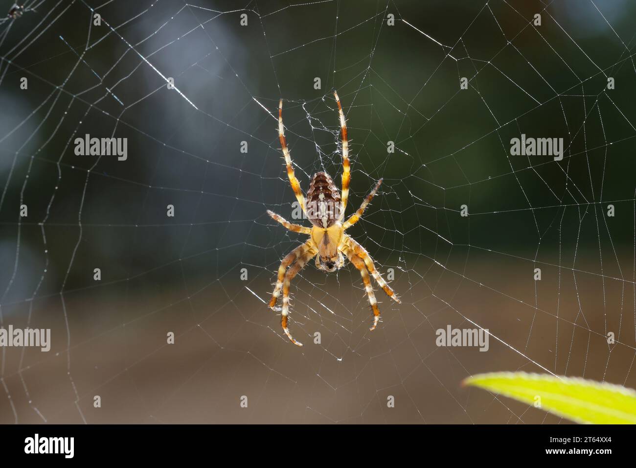 Garten-Kreuzspinne, Gartenkreuzspinne, Gemeine Kreuzspinne, lauert im Netz, Spinnennetz, Radnetz, Araneus diadematus, tisserand croisé, jardin européen Banque D'Images