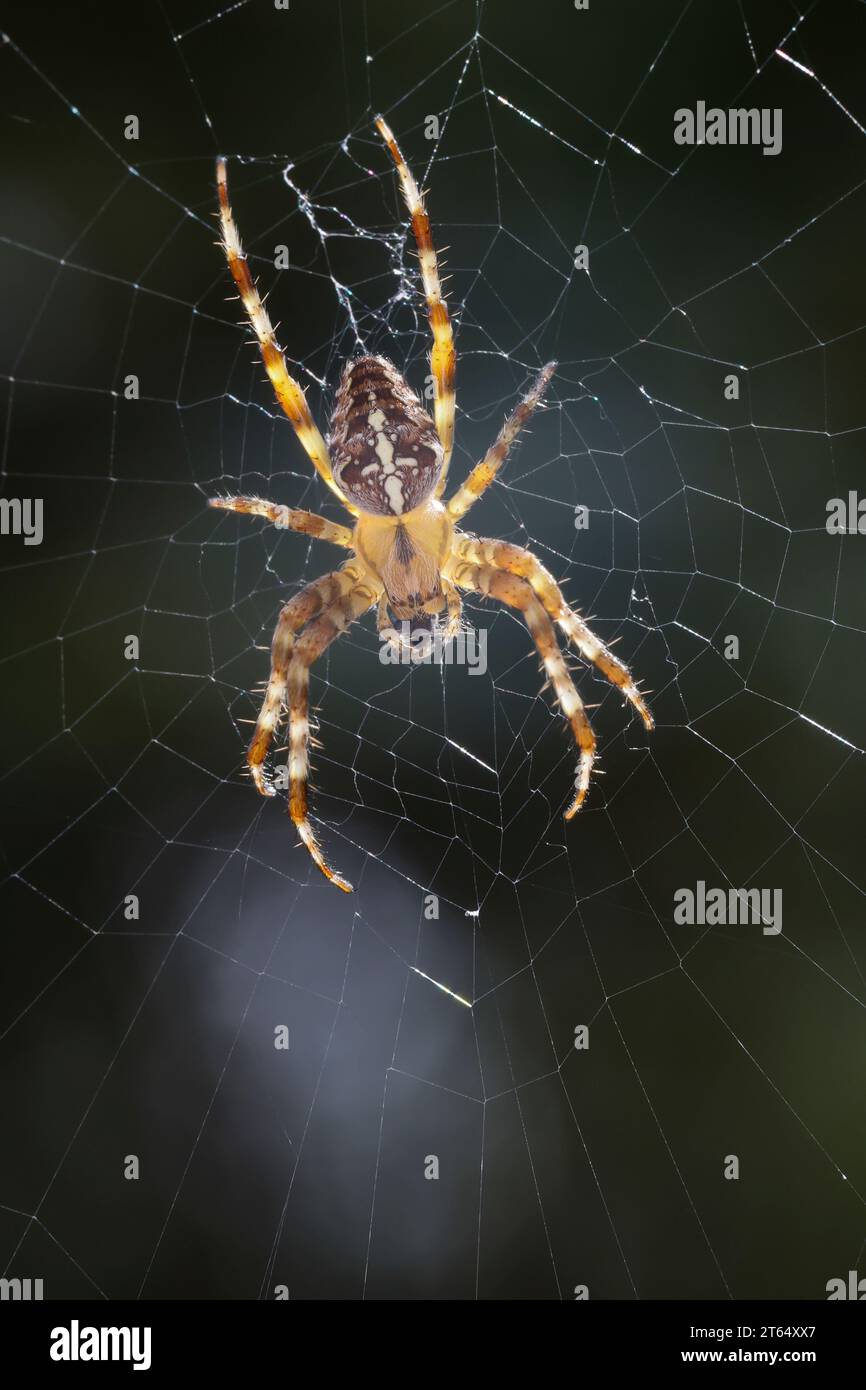 Garten-Kreuzspinne, Gartenkreuzspinne, Gemeine Kreuzspinne, lauert im Netz, Spinnennetz, Radnetz, Araneus diadematus, tisserand croisé, jardin européen Banque D'Images