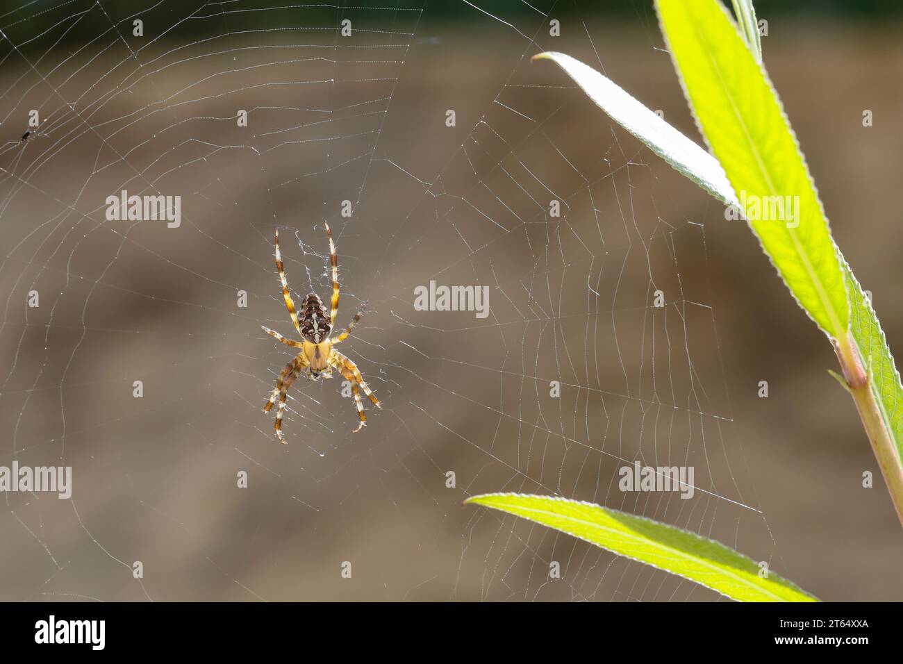 Garten-Kreuzspinne, Gartenkreuzspinne, Gemeine Kreuzspinne, lauert im Netz, Spinnennetz, Radnetz, Araneus diadematus, tisserand croisé, jardin européen Banque D'Images
