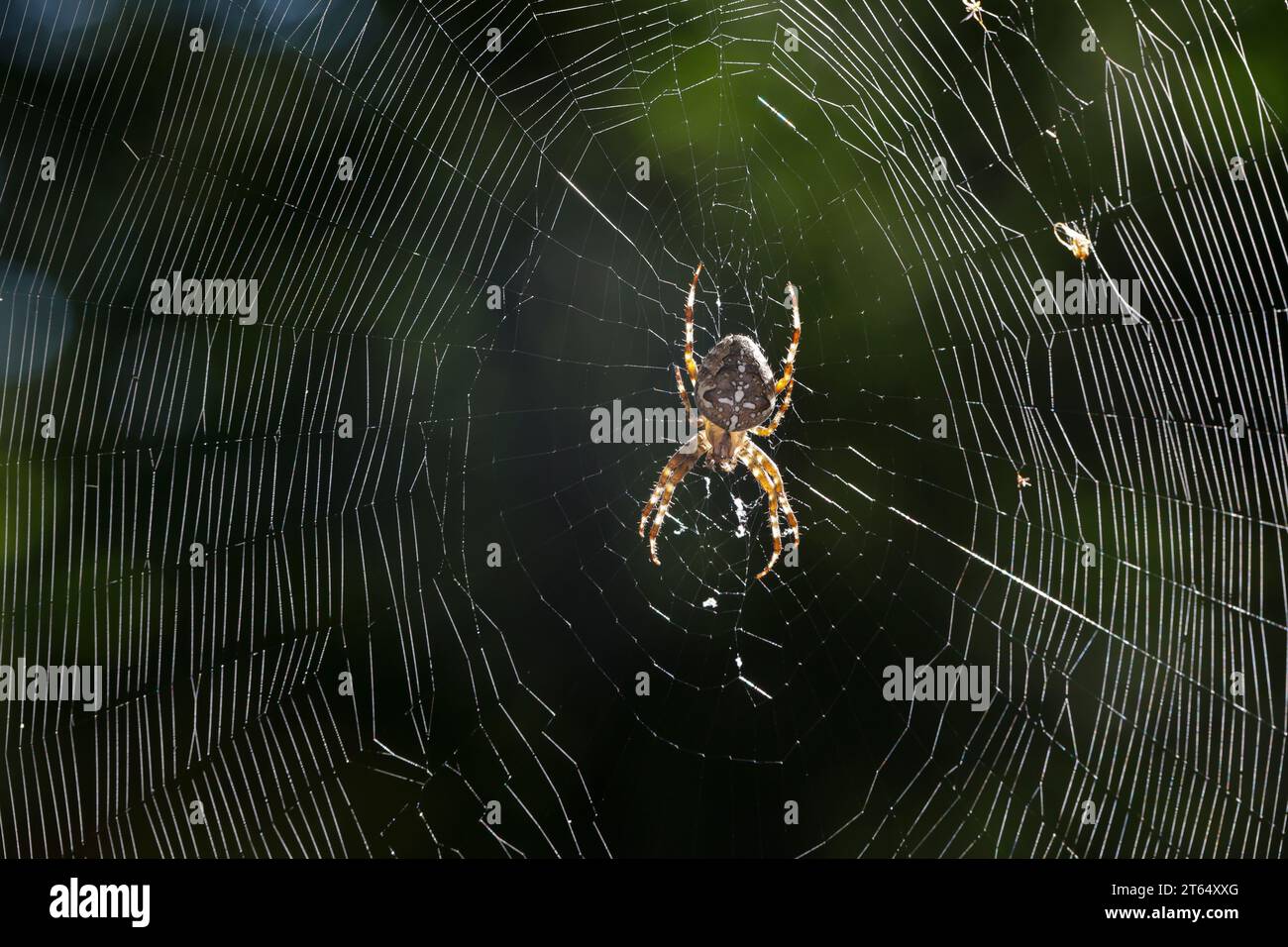 Garten-Kreuzspinne, Gartenkreuzspinne, Gemeine Kreuzspinne, lauert im Netz, Spinnennetz, Radnetz, Araneus diadematus, tisserand croisé, jardin européen Banque D'Images