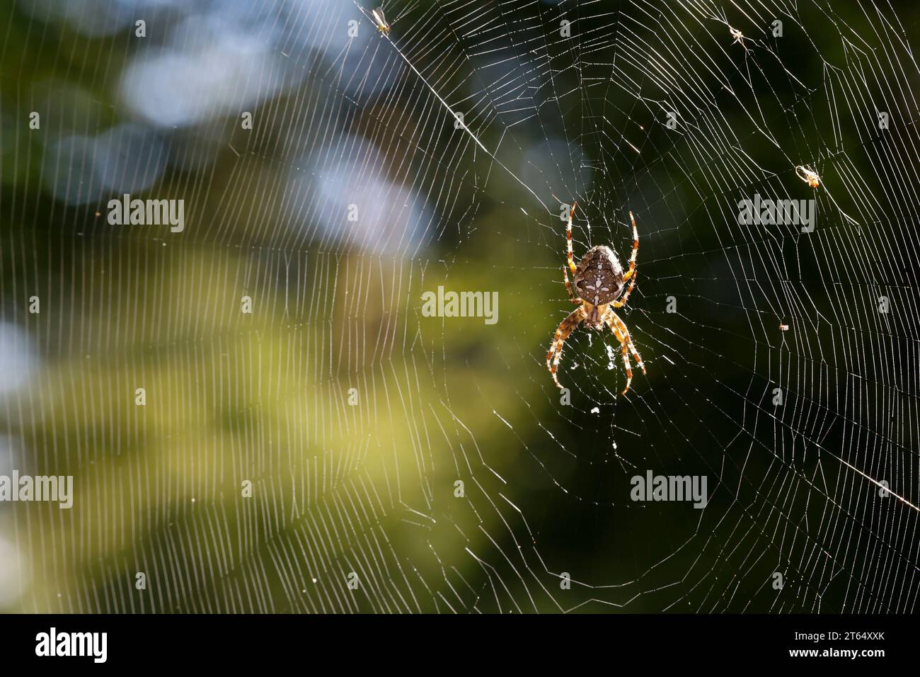 Garten-Kreuzspinne, Gartenkreuzspinne, Gemeine Kreuzspinne, lauert im Netz, Spinnennetz, Radnetz, Araneus diadematus, tisserand croisé, jardin européen Banque D'Images