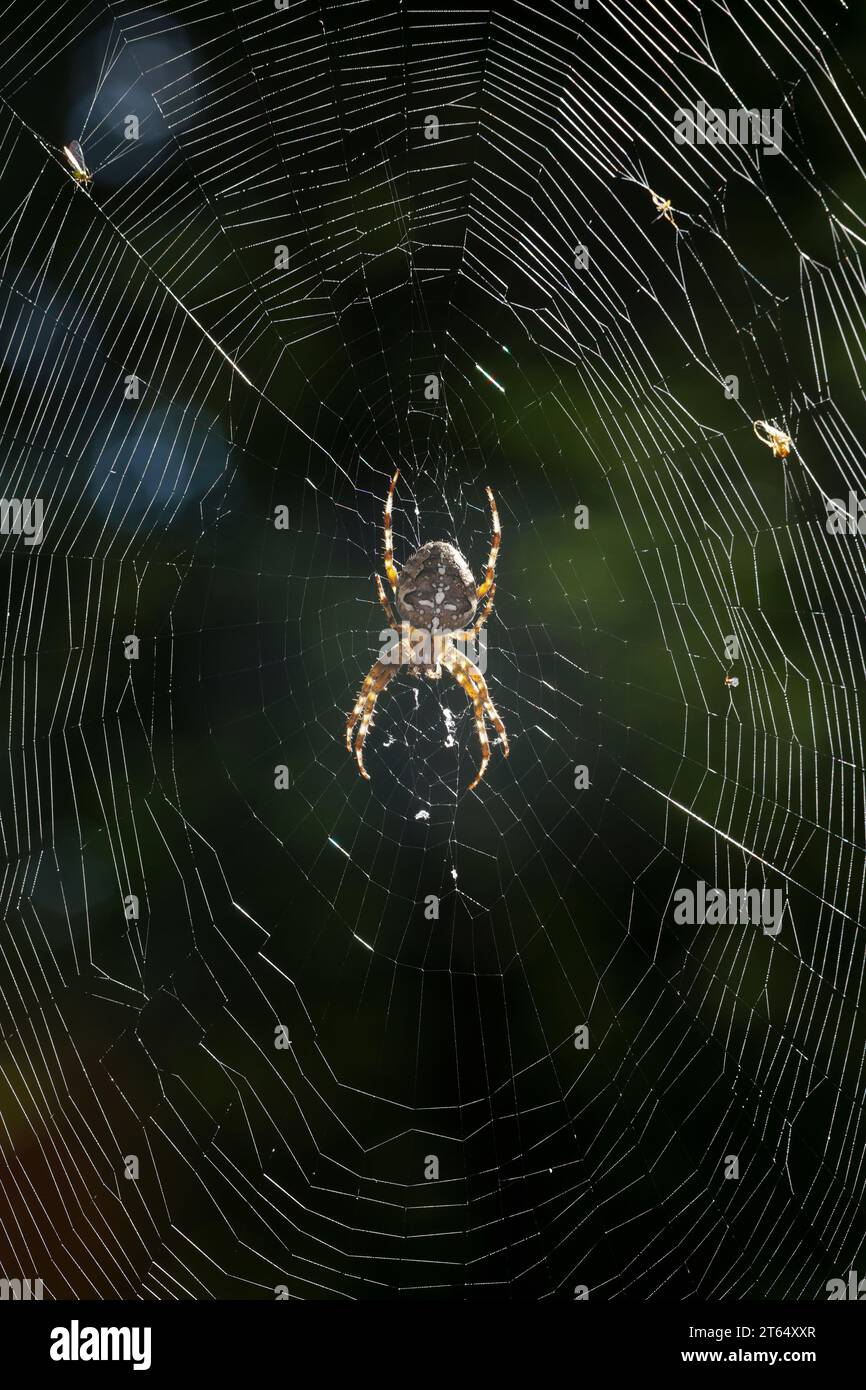 Garten-Kreuzspinne, Gartenkreuzspinne, Gemeine Kreuzspinne, lauert im Netz, Spinnennetz, Radnetz, Araneus diadematus, tisserand croisé, jardin européen Banque D'Images