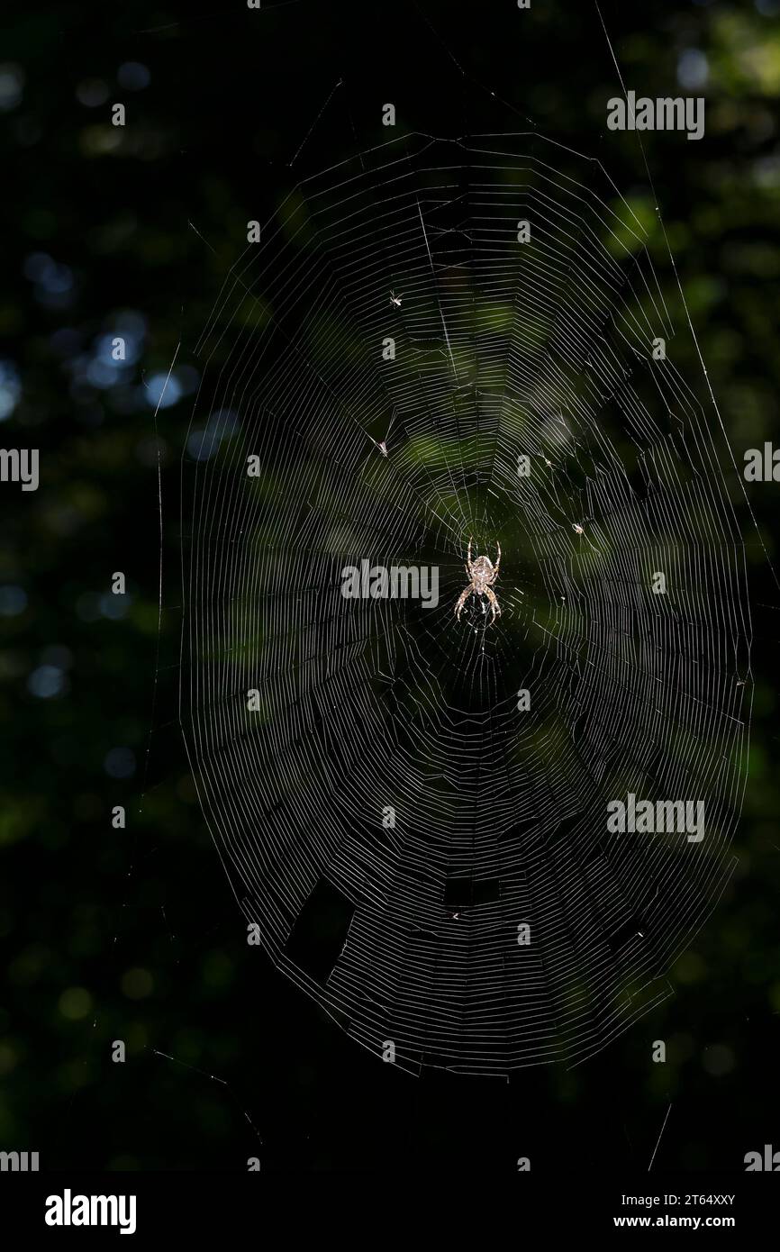 Garten-Kreuzspinne, Gartenkreuzspinne, Gemeine Kreuzspinne, lauert im Netz, Spinnennetz, Radnetz, Araneus diadematus, tisserand croisé, jardin européen Banque D'Images