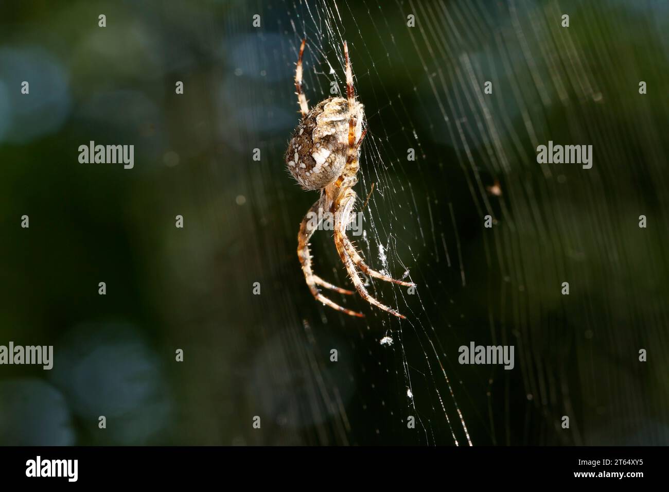 Garten-Kreuzspinne, Gartenkreuzspinne, Gemeine Kreuzspinne, lauert im Netz, Spinnennetz, Radnetz, Araneus diadematus, tisserand croisé, jardin européen Banque D'Images