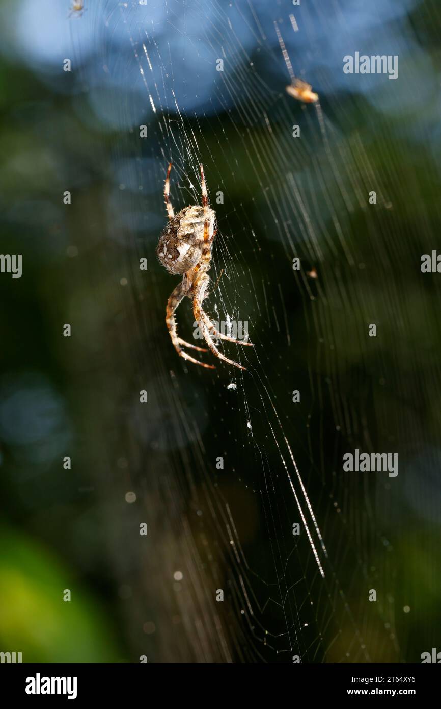 Garten-Kreuzspinne, Gartenkreuzspinne, Gemeine Kreuzspinne, lauert im Netz, Spinnennetz, Radnetz, Araneus diadematus, tisserand croisé, jardin européen Banque D'Images