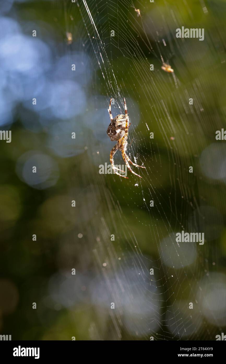 Garten-Kreuzspinne, Gartenkreuzspinne, Gemeine Kreuzspinne, lauert im Netz, Spinnennetz, Radnetz, Araneus diadematus, tisserand croisé, jardin européen Banque D'Images