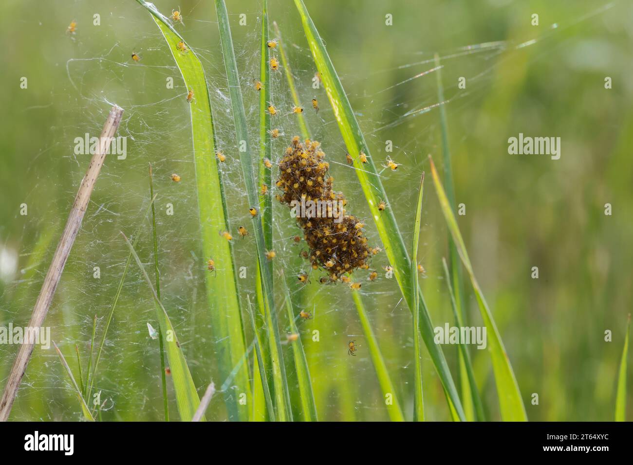 Garten-Kreuzspinne, Jungtiere im Kokon, Jungspinne, Jungspinnen, Nest, Gartenkreuzspinne, Gemeine Kreuzspinne, Kreuzspinne, Kreuzspinnen, Araneus diad Banque D'Images
