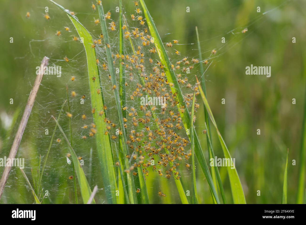 Garten-Kreuzspinne, Jungtiere im Kokon, Jungspinne, Jungspinnen, Nest, Gartenkreuzspinne, Gemeine Kreuzspinne, Kreuzspinne, Kreuzspinnen, Araneus diad Banque D'Images