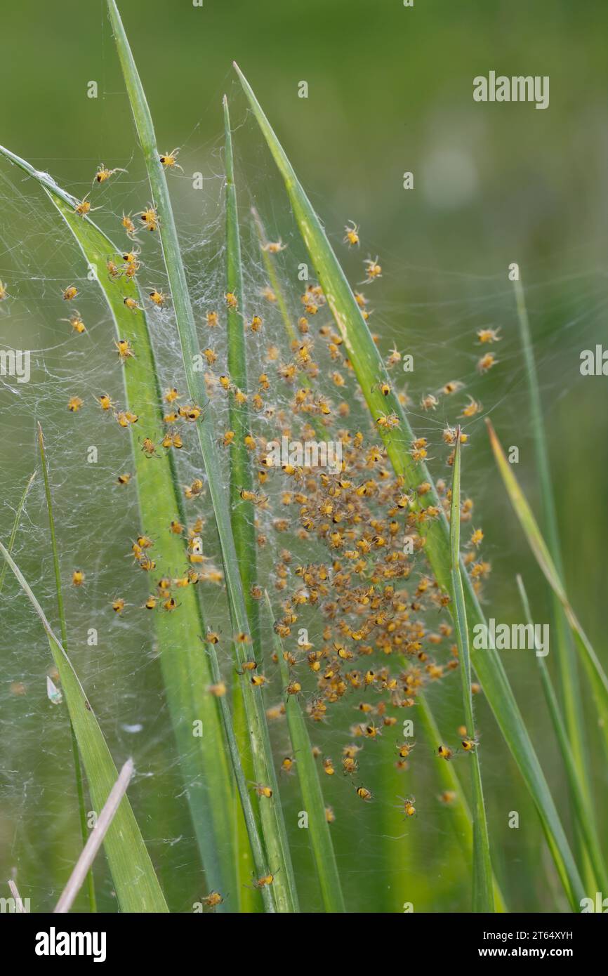 Garten-Kreuzspinne, Jungtiere im Kokon, Jungspinne, Jungspinnen, Nest, Gartenkreuzspinne, Gemeine Kreuzspinne, Kreuzspinne, Kreuzspinnen, Araneus diad Banque D'Images