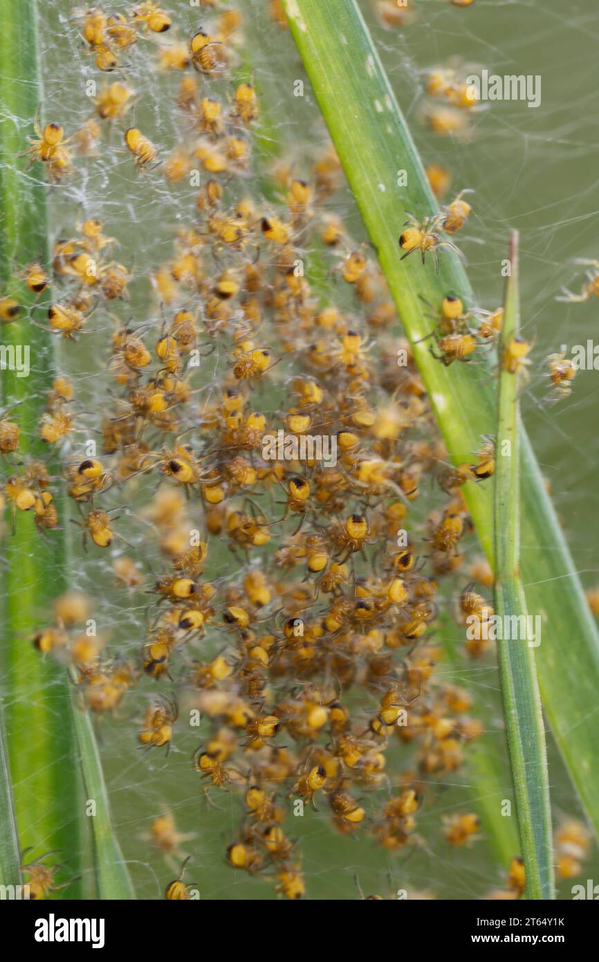 Garten-Kreuzspinne, Jungtiere im Kokon, Jungspinne, Jungspinnen, Nest, Gartenkreuzspinne, Gemeine Kreuzspinne, Kreuzspinne, Kreuzspinnen, Araneus diad Banque D'Images