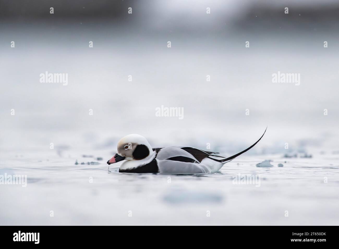 Canard à longue queue (Clangula hyemalis), mâle dans la splendeur, Batsfjord, Batsfjord, péninsule de Varanger, Finnmark, Norvège du Nord, Norvège Banque D'Images