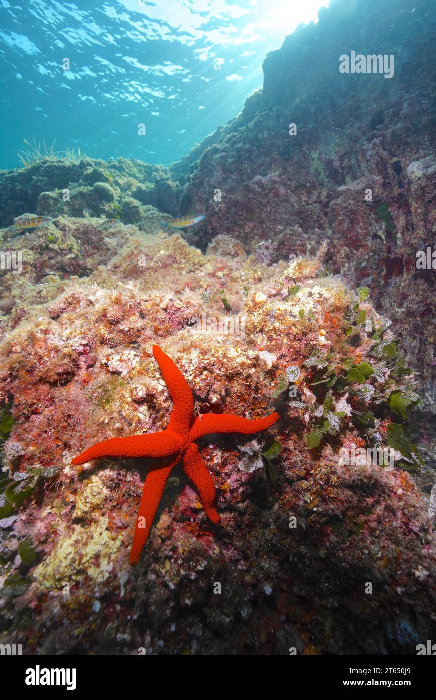 Echinaster sepositus (Echinaster sepositus) dans la mer Méditerranée près de Hyères. Site de plongée Giens Peninsula, Cote dAzur, France Banque D'Images