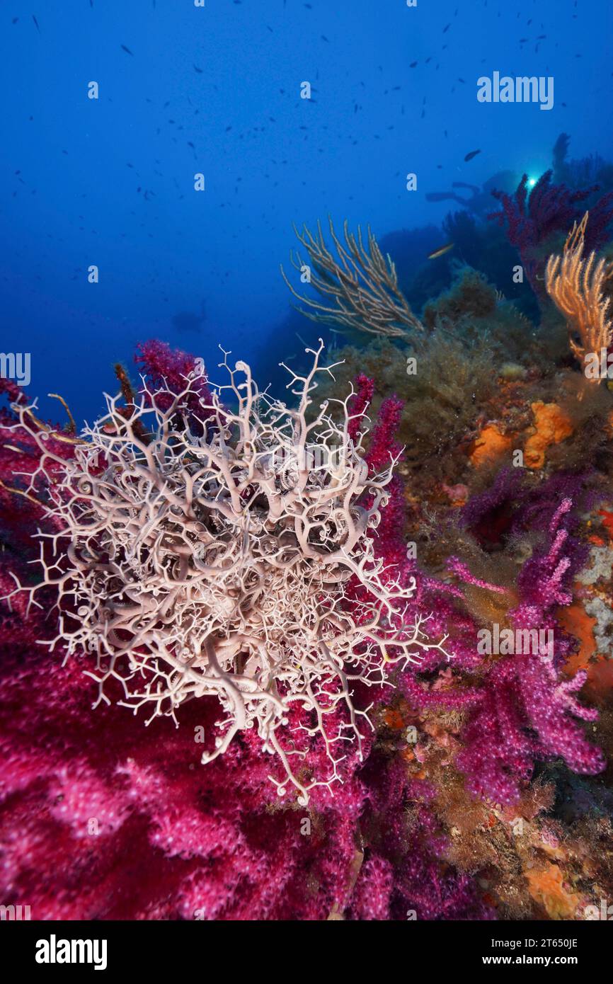 L'étoile du panier méditerranéen (Astrospartus mediterraneus) dans la mer Méditerranée près d'Hyères. Site de plongée sur la péninsule de Giens, Côte d'Azur, France Banque D'Images