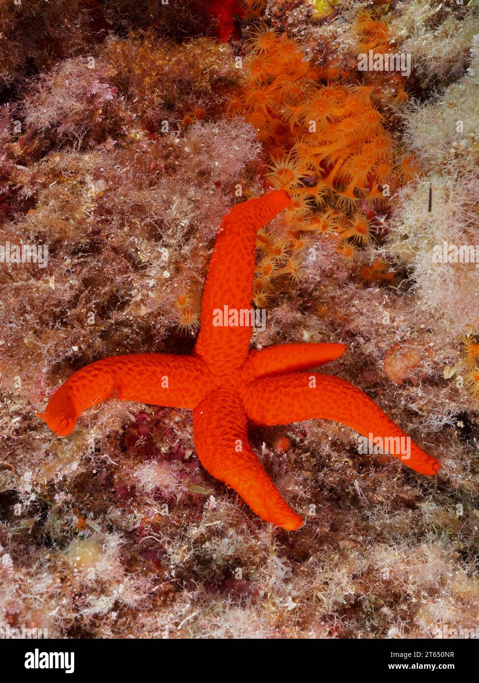 Echinaster sepositus (Echinaster sepositus) dans la mer Méditerranée près de Hyères. Site de plongée réserve marine Port Cros, Cote dAzur, France Banque D'Images
