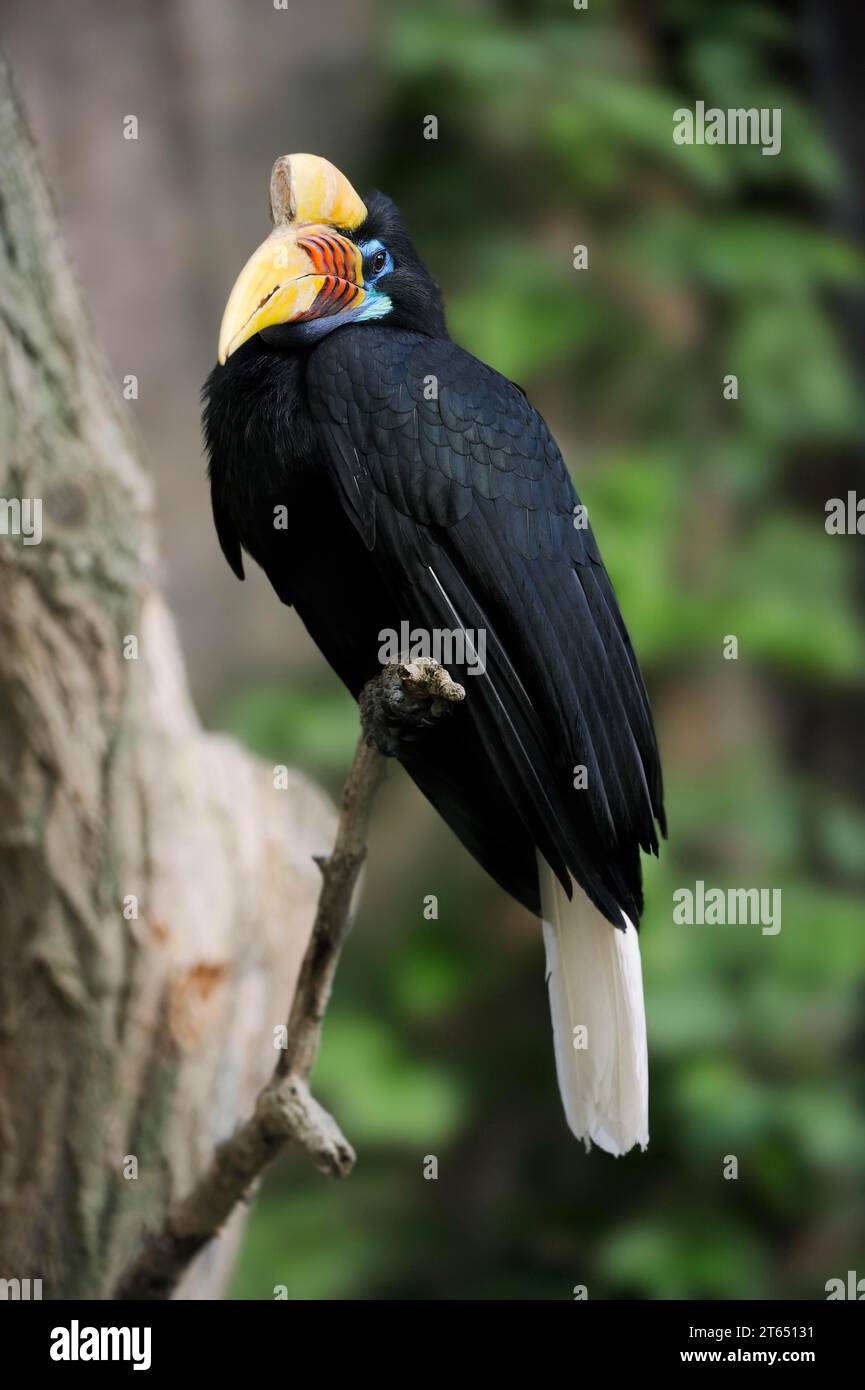 Hornbill (Rhyticeros cassidix), femelle, captive, occurrence en Asie Banque D'Images