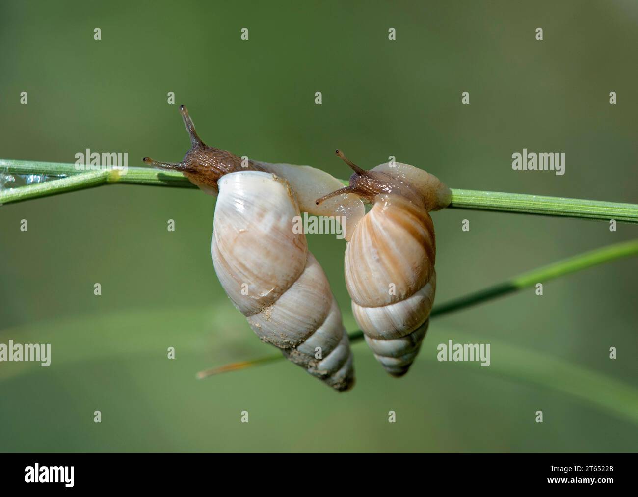 Deux escargots de mars (Zebrina detrita) rampant sur un brin d'herbe, région de Kaiserstuhl, Baden-Wuerttemberg, Allemagne Banque D'Images