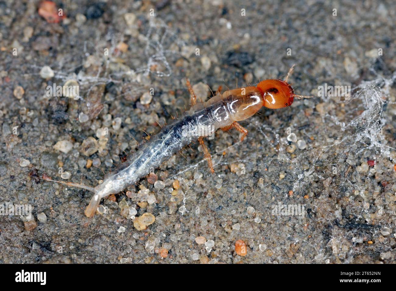 Larve de minuscules coléoptères de la famille des coléoptères (Staphylinidae). Commun dans le sol dans les agrocenoses et les champs cultivés. Un prédateur bénéfique. Banque D'Images